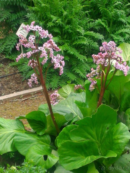 Весенний фестиваль цветов в Ботаническом саду МГУ. (Фотоотчет).