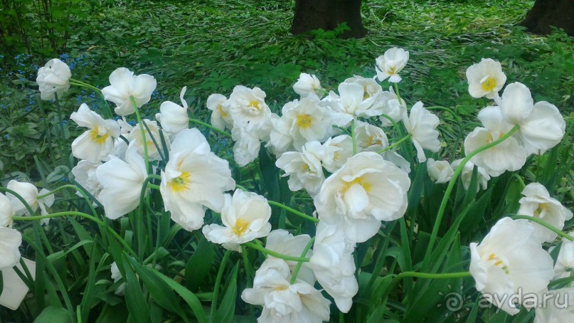 Весенний фестиваль цветов в Ботаническом саду МГУ. (Фотоотчет).