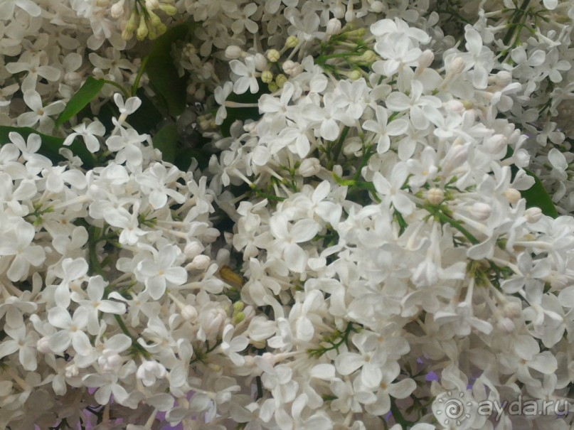 Весенний фестиваль цветов в Ботаническом саду МГУ. (Фотоотчет).