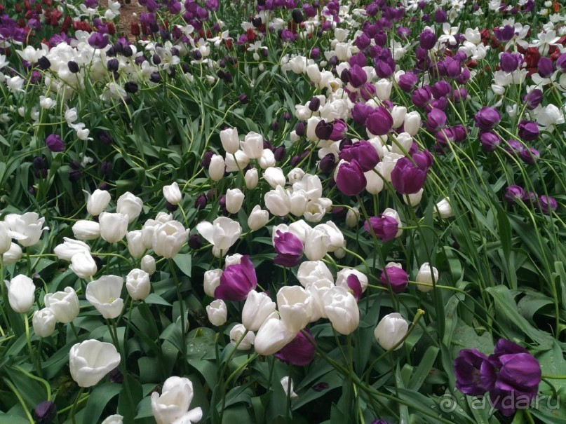 Весенний фестиваль цветов в Ботаническом саду МГУ. (Фотоотчет).