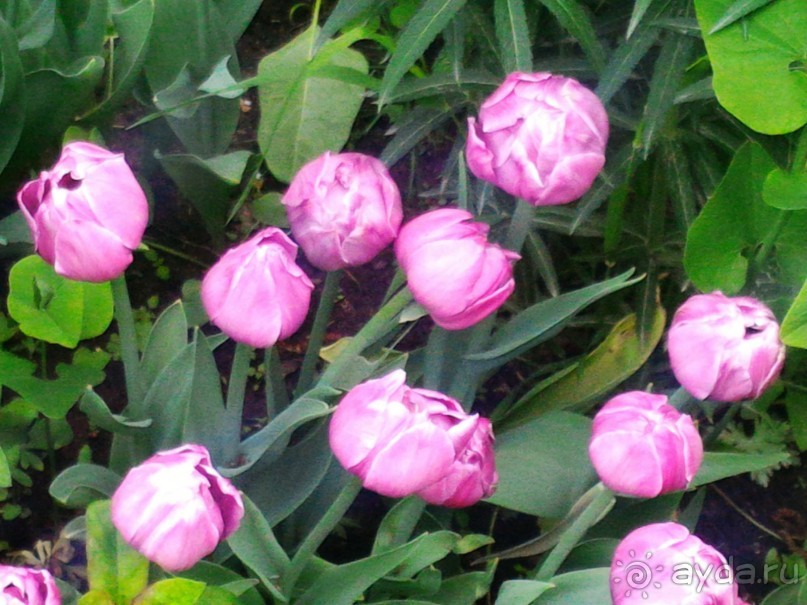 Весенний фестиваль цветов в Ботаническом саду МГУ. (Фотоотчет).