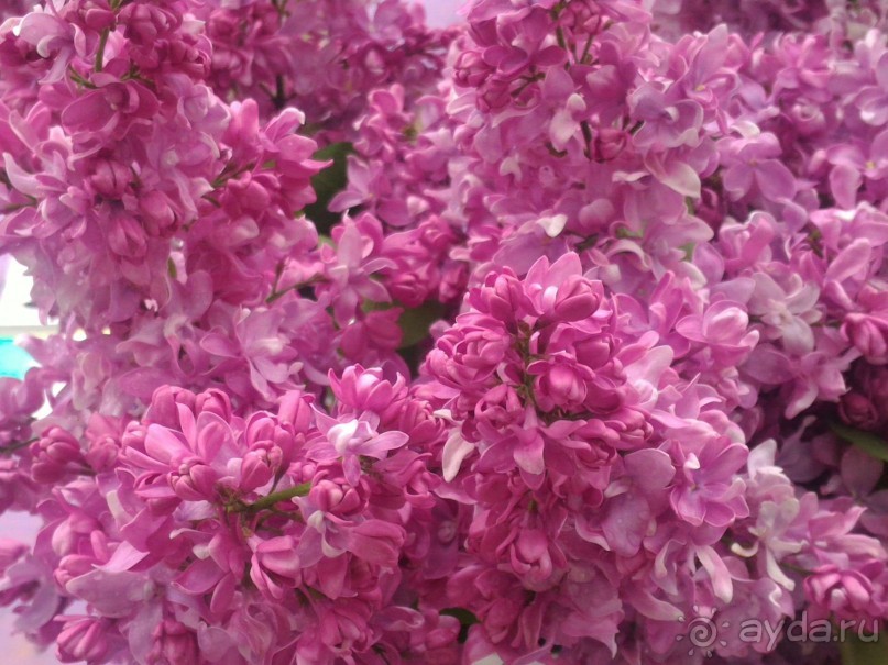 Весенний фестиваль цветов в Ботаническом саду МГУ. (Фотоотчет).