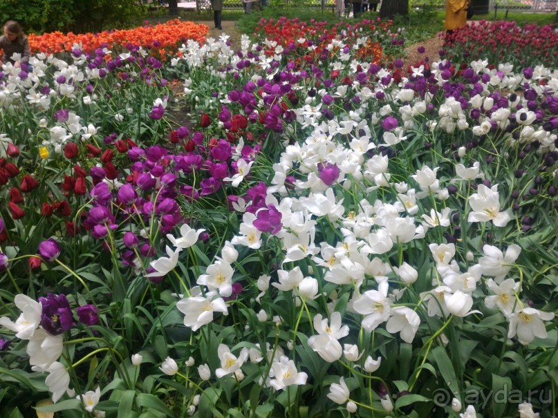 Весенний фестиваль цветов в Ботаническом саду МГУ. (Фотоотчет).