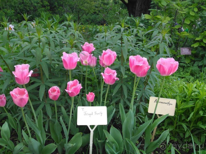 Весенний фестиваль цветов в Ботаническом саду МГУ. (Фотоотчет).