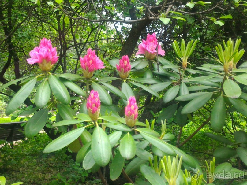 Весенний фестиваль цветов в Ботаническом саду МГУ. (Фотоотчет).