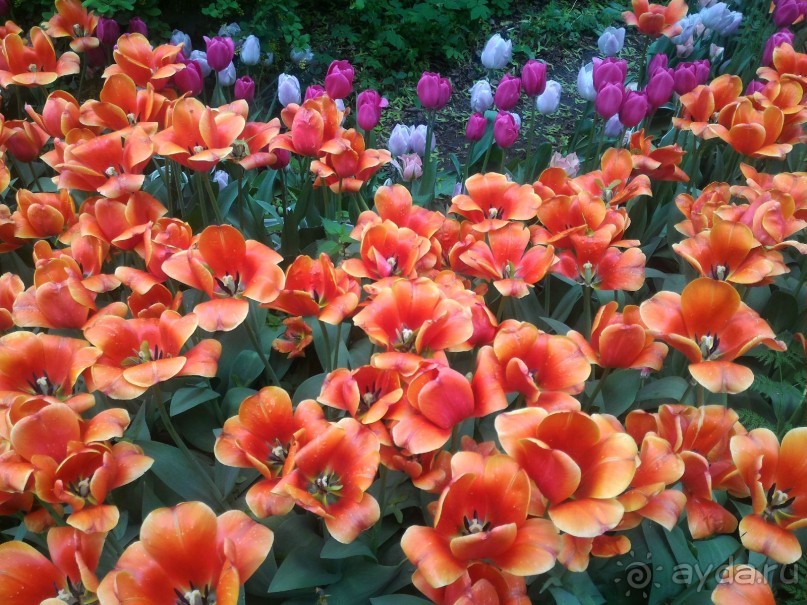 Весенний фестиваль цветов в Ботаническом саду МГУ. (Фотоотчет).