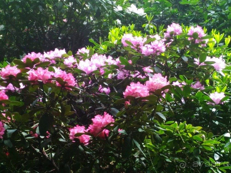 Весенний фестиваль цветов в Ботаническом саду МГУ. (Фотоотчет).