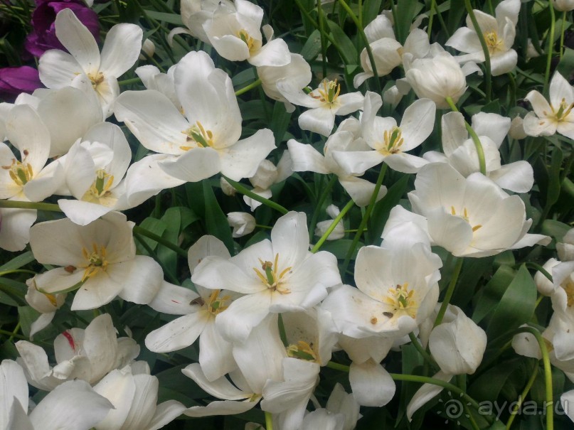 Весенний фестиваль цветов в Ботаническом саду МГУ. (Фотоотчет).