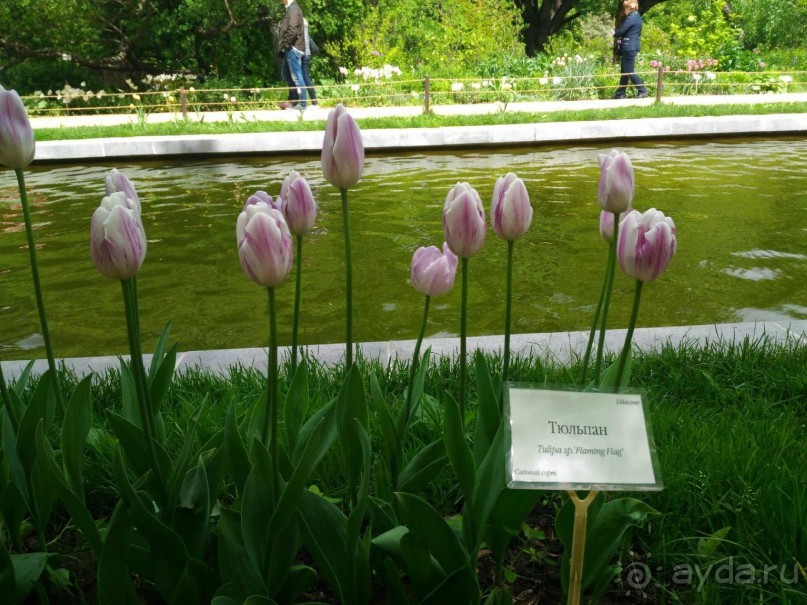 Весенний фестиваль цветов в Ботаническом саду МГУ. (Фотоотчет).