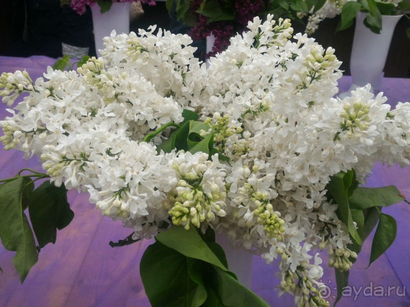 Весенний фестиваль цветов в Ботаническом саду МГУ. (Фотоотчет).