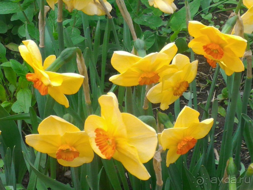 Весенний фестиваль цветов в Ботаническом саду МГУ. (Фотоотчет).