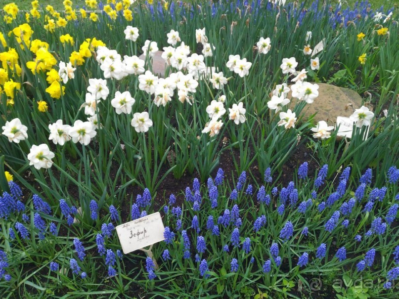 Весенний фестиваль цветов в Ботаническом саду МГУ. (Фотоотчет).