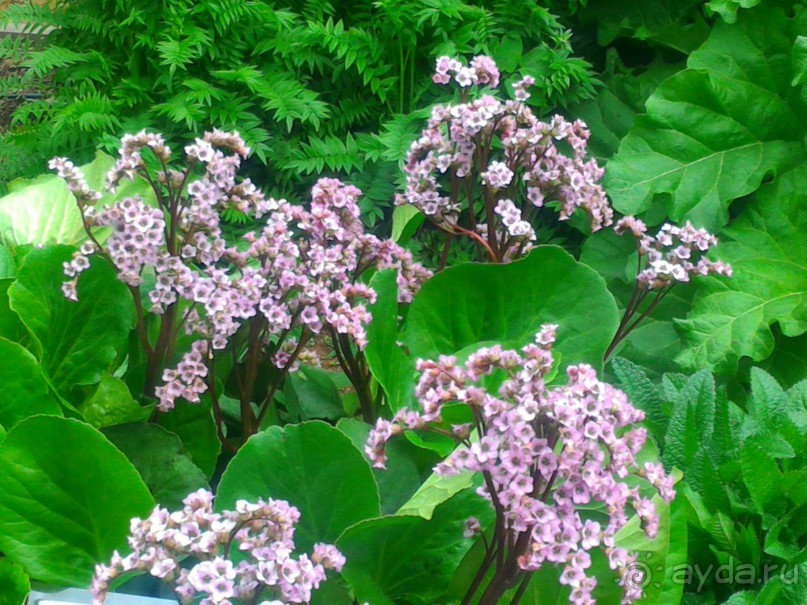 Весенний фестиваль цветов в Ботаническом саду МГУ. (Фотоотчет).