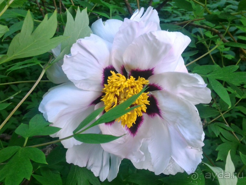 Весенний фестиваль цветов в Ботаническом саду МГУ. (Фотоотчет).