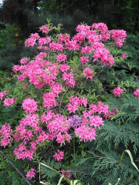 Весенний фестиваль цветов в Ботаническом саду МГУ. (Фотоотчет).