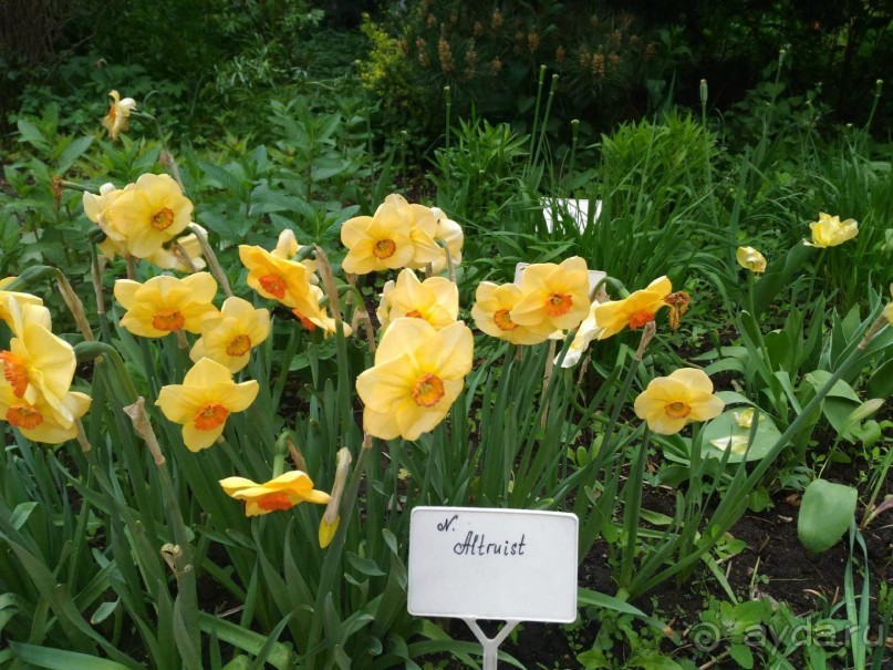 Весенний фестиваль цветов в Ботаническом саду МГУ. (Фотоотчет).