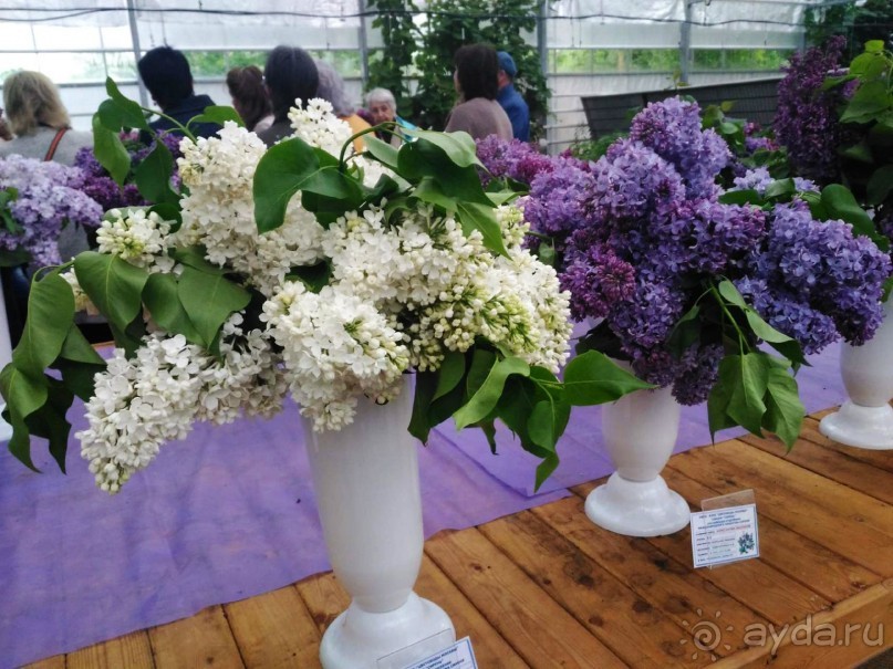 Весенний фестиваль цветов в Ботаническом саду МГУ. (Фотоотчет).