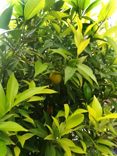 Весенний фестиваль цветов в Ботаническом саду МГУ. (Фотоотчет).