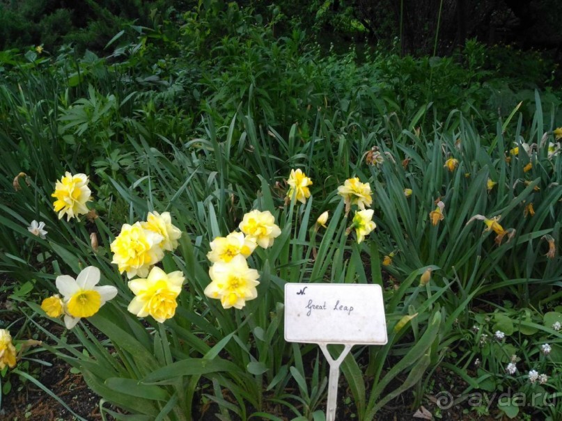 Весенний фестиваль цветов в Ботаническом саду МГУ. (Фотоотчет).