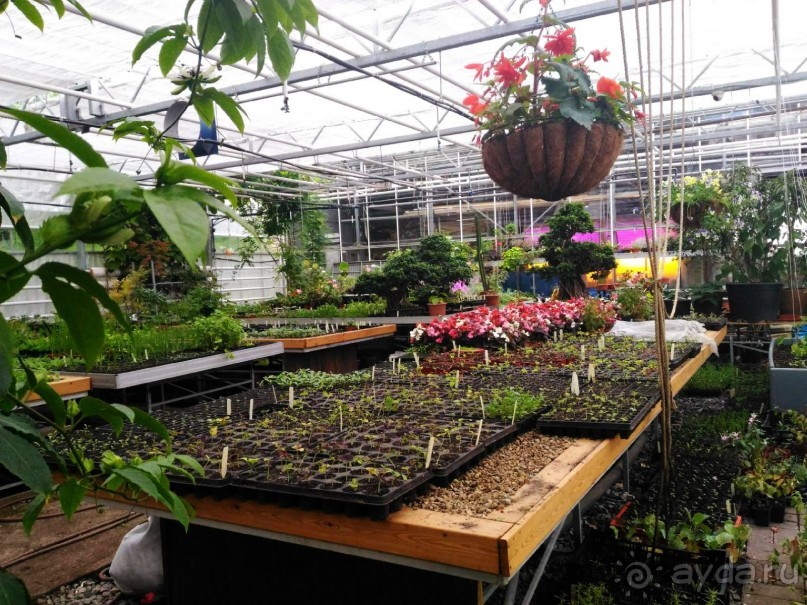 Весенний фестиваль цветов в Ботаническом саду МГУ. (Фотоотчет).