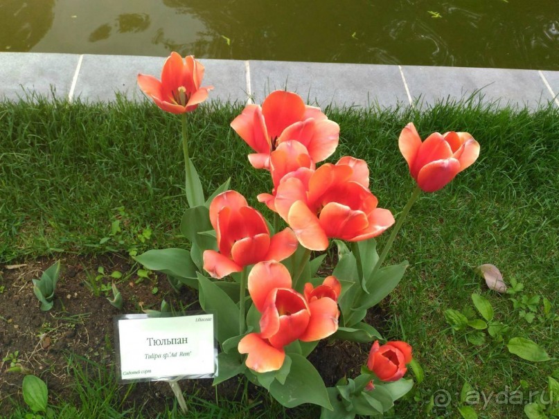 Весенний фестиваль цветов в Ботаническом саду МГУ. (Фотоотчет).