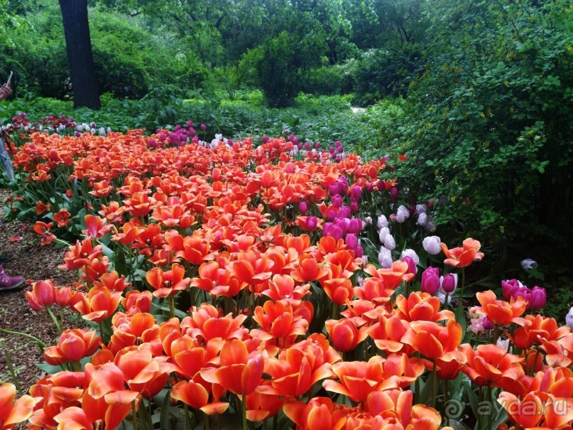 Весенний фестиваль цветов в Ботаническом саду МГУ. (Фотоотчет).