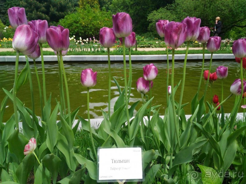 Весенний фестиваль цветов в Ботаническом саду МГУ. (Фотоотчет).