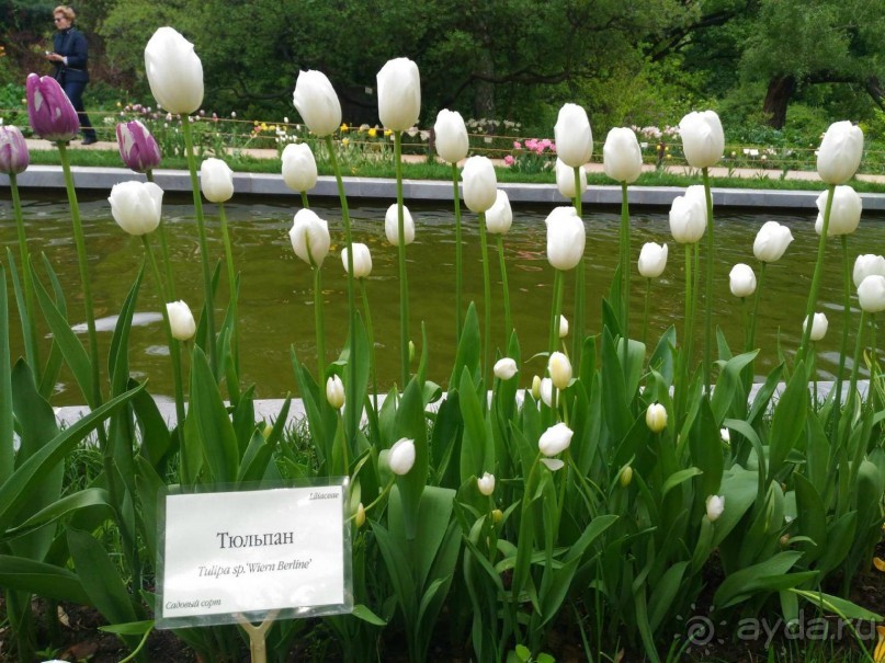 Весенний фестиваль цветов в Ботаническом саду МГУ. (Фотоотчет).