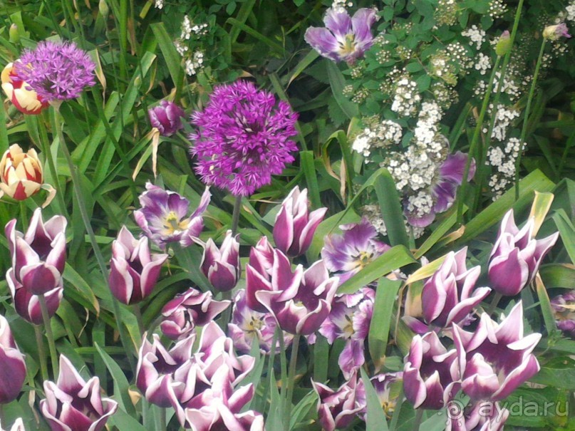 Весенний фестиваль цветов в Ботаническом саду МГУ. (Фотоотчет).