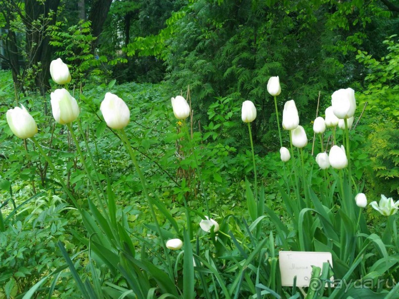 Весенний фестиваль цветов в Ботаническом саду МГУ. (Фотоотчет).