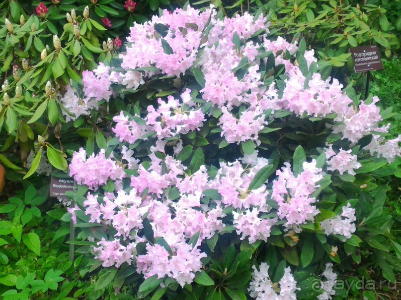 Весенний фестиваль цветов в Ботаническом саду МГУ. (Фотоотчет).