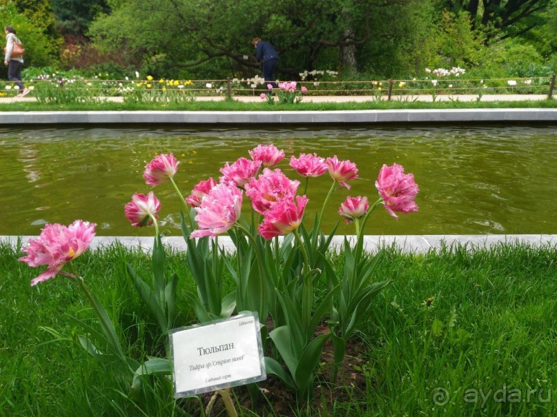 Весенний фестиваль цветов в Ботаническом саду МГУ. (Фотоотчет).