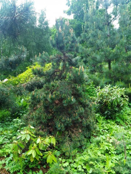 Весенний фестиваль цветов в Ботаническом саду МГУ. (Фотоотчет).