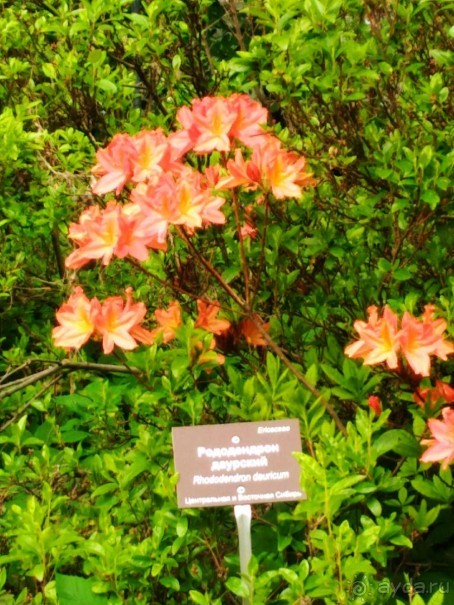 Весенний фестиваль цветов в Ботаническом саду МГУ. (Фотоотчет).