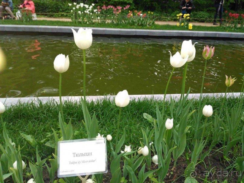 Весенний фестиваль цветов в Ботаническом саду МГУ. (Фотоотчет).