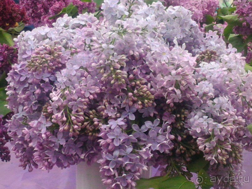 Весенний фестиваль цветов в Ботаническом саду МГУ. (Фотоотчет).