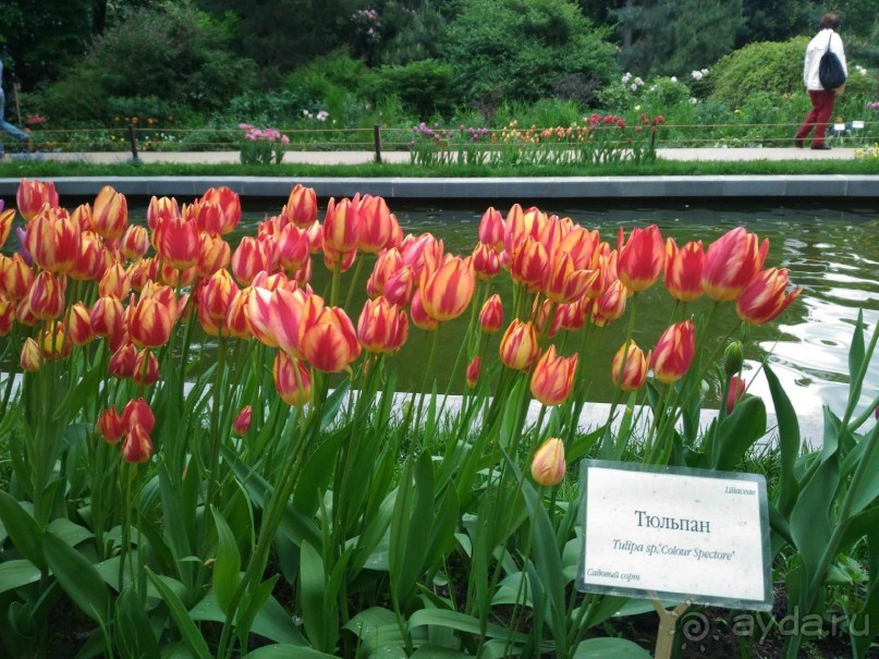 Весенний фестиваль цветов в Ботаническом саду МГУ. (Фотоотчет).