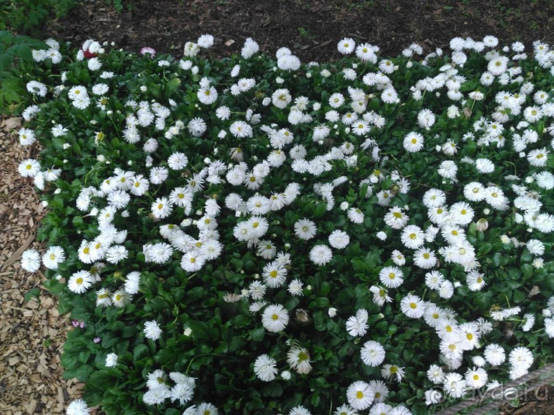 Весенний фестиваль цветов в Ботаническом саду МГУ. (Фотоотчет).