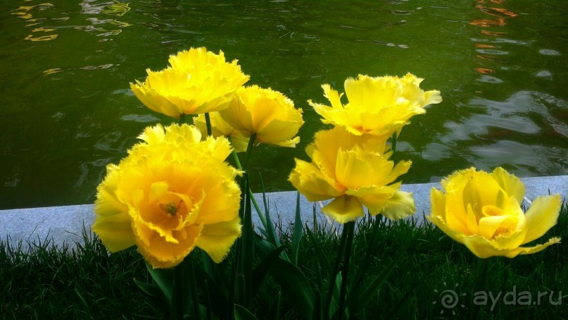 Весенний фестиваль цветов в Ботаническом саду МГУ. (Фотоотчет).