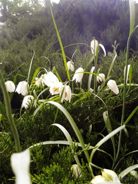 Весенний фестиваль цветов в Ботаническом саду МГУ. (Фотоотчет).