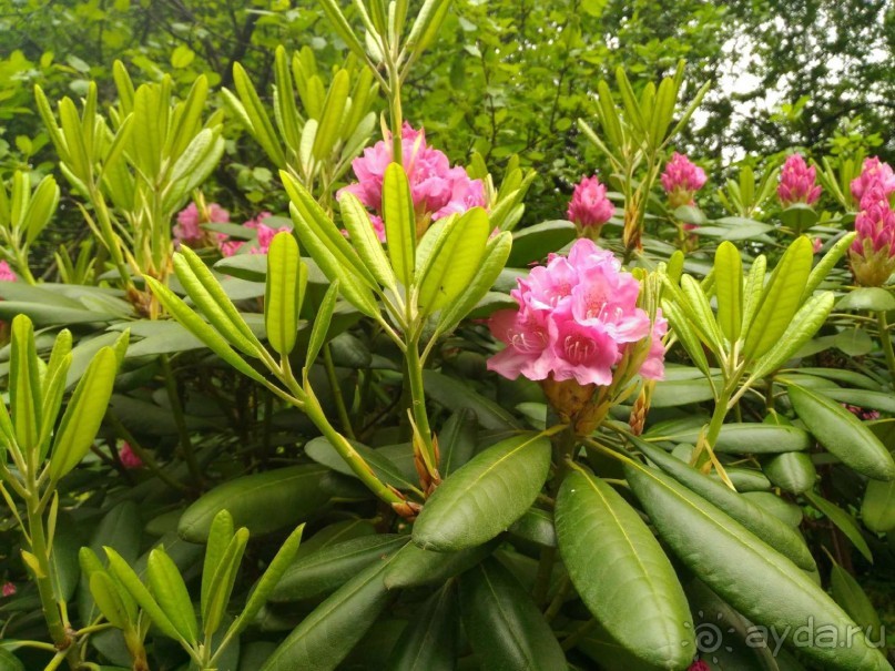 Весенний фестиваль цветов в Ботаническом саду МГУ. (Фотоотчет).