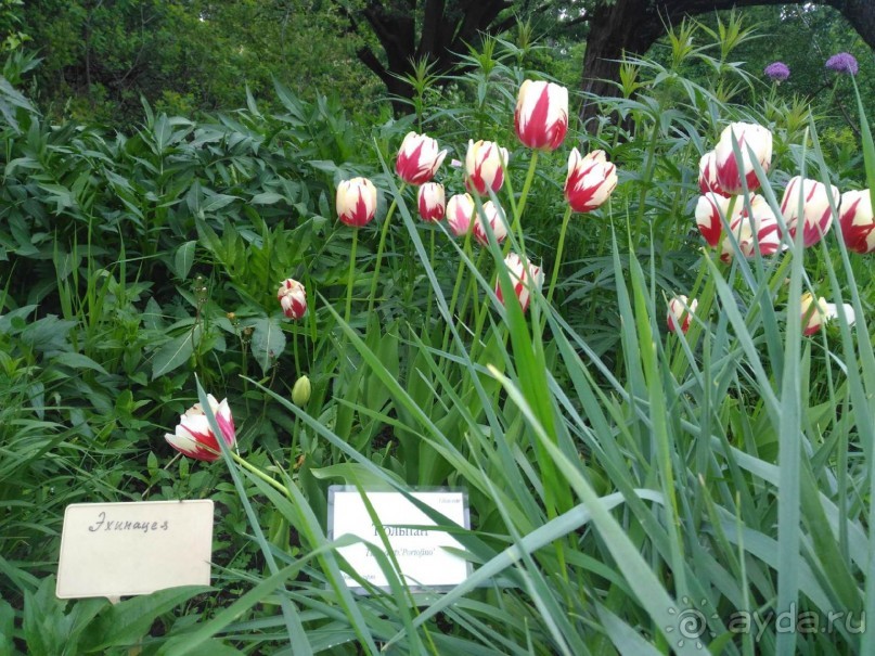 Весенний фестиваль цветов в Ботаническом саду МГУ. (Фотоотчет).