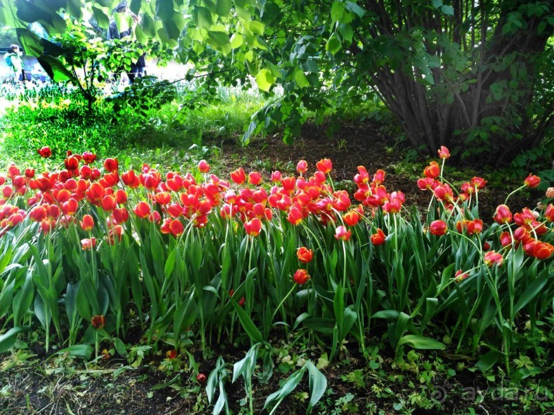 Весенний фестиваль цветов в Ботаническом саду МГУ. (Фотоотчет).
