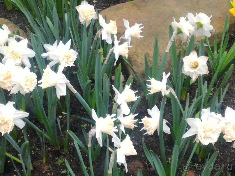 Весенний фестиваль цветов в Ботаническом саду МГУ. (Фотоотчет).