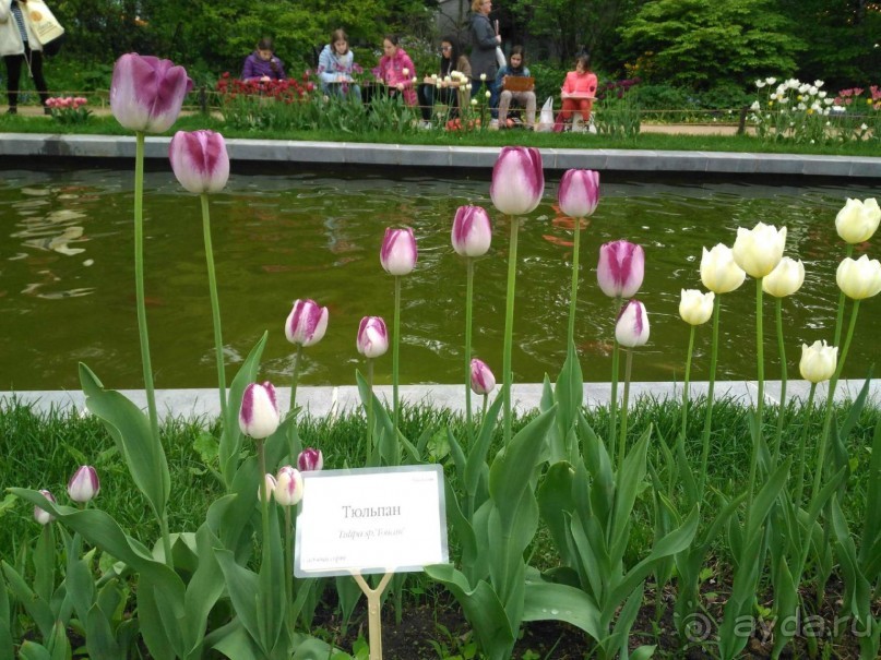 Весенний фестиваль цветов в Ботаническом саду МГУ. (Фотоотчет).