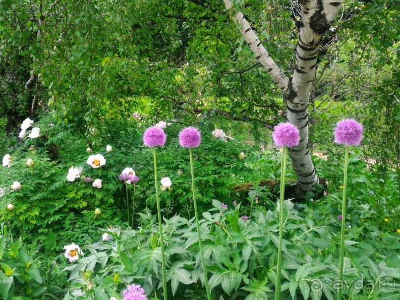 Весенний фестиваль цветов в Ботаническом саду МГУ. (Фотоотчет).