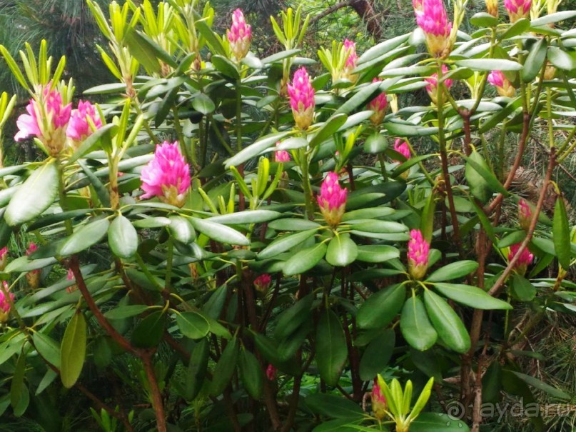 Весенний фестиваль цветов в Ботаническом саду МГУ. (Фотоотчет).