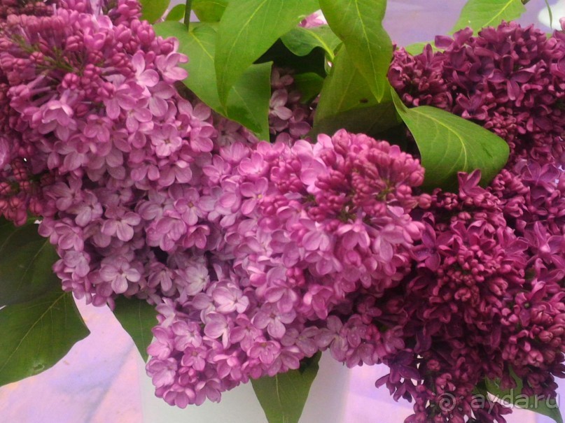 Весенний фестиваль цветов в Ботаническом саду МГУ. (Фотоотчет).