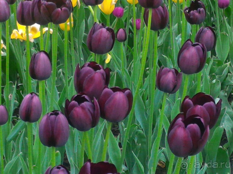 Весенний фестиваль цветов в Ботаническом саду МГУ. (Фотоотчет).