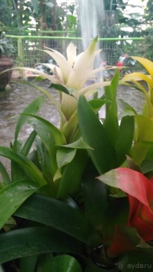 Альбом отзыва "Шалом, Израиль! Часть 8. Парк орхидей "Утопия"."